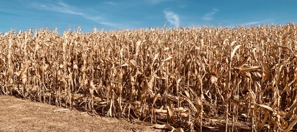 Corn Crops in Summer
